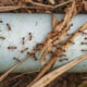eliminare le formiche dall orto