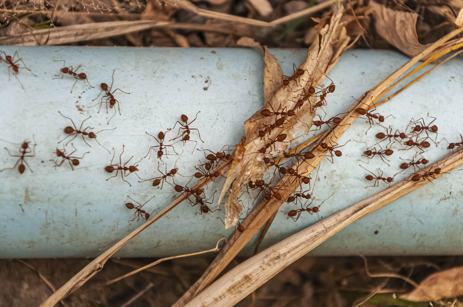 eliminare le formiche dall orto
