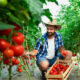 Come Coltivare i Pomodori nell’Orto